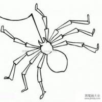 可怕的蜘蛛简笔画
