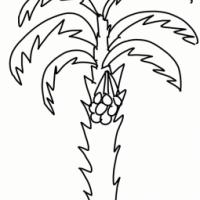 简单易学的椰子树简笔画