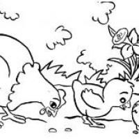 一群小鸡在啄食