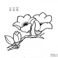 玉兰花简笔画图片