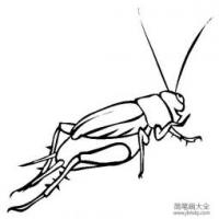 昆虫图片 蟋蟀简笔画图片
