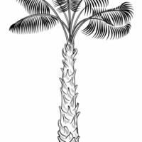 棕榈树的画法