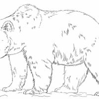 大灰熊的画法