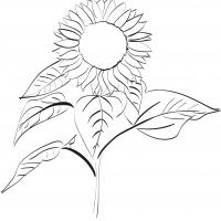 如何画向日葵
