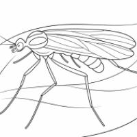 讨厌的蚊子简笔画