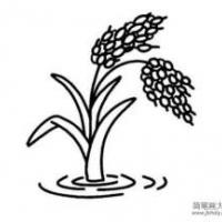 水稻简笔画