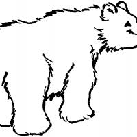 灰熊的简单画法