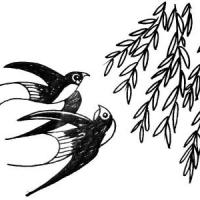 柳树下的燕子