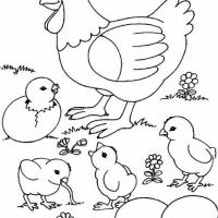 简笔画:小鸡吃东西