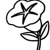 花朵简笔画 一朵牵牛花的简笔画