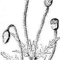 罂粟花花朵图片