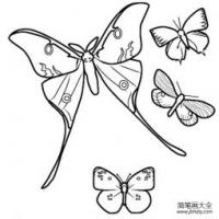 蝴蝶简笔画