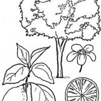 柠檬树的画法