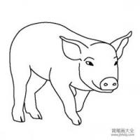 关于猪的简笔画图片 猪的卡通画法