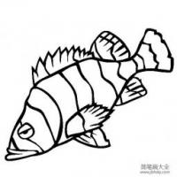 海洋生物图片 石斑鱼简笔画图片