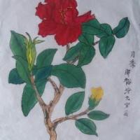 艳丽的月季花