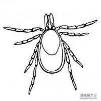 昆虫图片 蜱虫简笔画图片