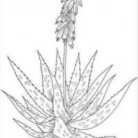 植物简笔画大全 芦荟简笔画图片