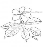 漂亮的栀子花简笔画