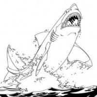 凶猛的大白鲨怎么画
