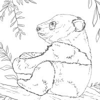 熊猫宝宝坐在树上