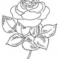盛开的玫瑰花怎么画