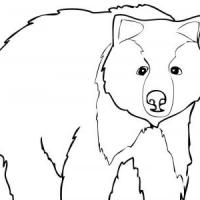 小灰熊简笔画画法