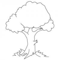 四步画出简单的大树简笔画