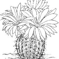 仙人球开花啦