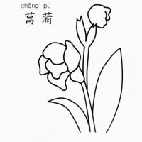 菖蒲怎么画