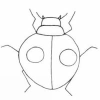 甲虫简笔画
