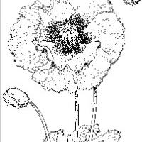罂粟花花朵简笔画