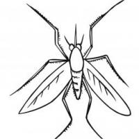小蚊子的画法简笔画