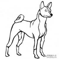 小狗图片大全 巴塞恩金狗简笔画