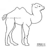 卡通骆驼简笔画图片