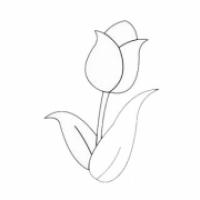 郁金香花朵简笔画图片