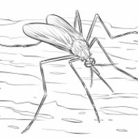 学画蚊子