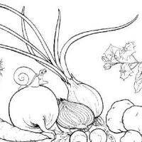 一幅关于蔬菜的简笔画图片