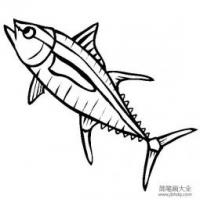 海洋生物图片 黄鳍金枪鱼简笔画图片