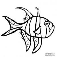 海洋生物图片 泗水玫瑰鱼简笔画图片