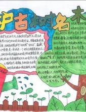 “保护古树名木,呵护绿色家园”主题手抄报-图1 “保护古树名木,呵护绿色家园”主题手抄报-图1