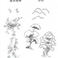 植物图片 藤本植物和乔木简笔画画法