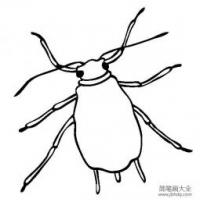 昆虫图片 蚜虫简笔画图片