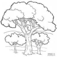 茂盛的大树简笔画