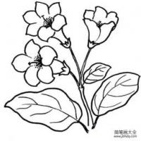 杜鹃花简笔画