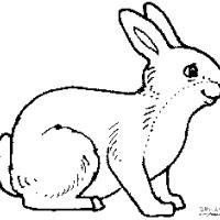 可爱的兔子简笔画图片